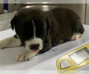 American Pit Bull Terrier-Unknown Mix Dogs for adoption in Visalia, CA, USA