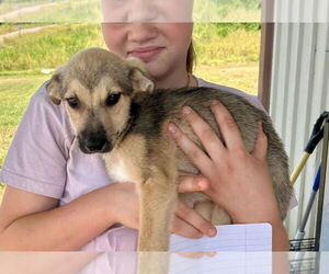 Labrador Retriever-Unknown Mix Dogs for adoption in Minneapolis, MN, USA