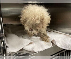 Maltese-Unknown Mix Dogs for adoption in Waco, TX, USA