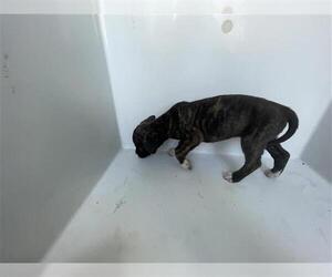 Mutt Dogs for adoption in Houston, TX, USA