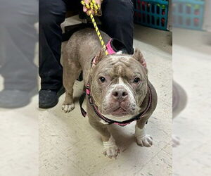 Bull Terrier Dogs for adoption in Minneapolis, MN, USA