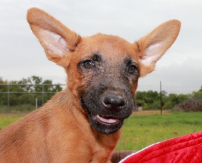 Medium Photo #1 Plott Hound-Unknown Mix Puppy For Sale in Von Ormy, TX, USA