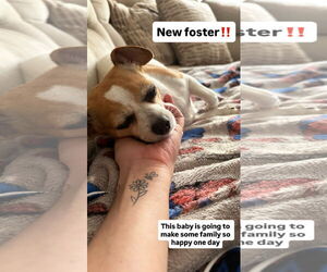 Chihuahua-Unknown Mix Dogs for adoption in Plainfield, IL, USA