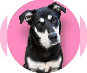 German Shepherd Dog-Unknown Mix Dogs for adoption in Rowlett, TX, USA