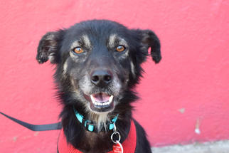 Collie Dogs for adoption in West Hollywood, CA, USA