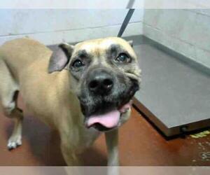 Boxer Dogs for adoption in Atlanta, GA, USA