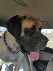 Mastiff Dogs for adoption in Azle, TX, USA