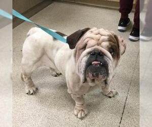 Bulldog Dogs for adoption in Riverside, CA, USA