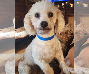 Bichon Frise Dogs for adoption in Bon Carbo, CO, USA