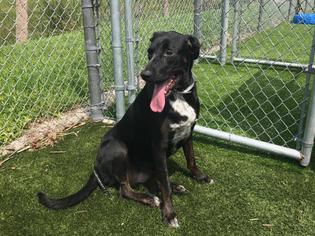 Lab-Pointer Dogs for adoption in West Palm Beach, FL, USA