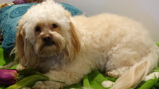 Lhasa-Poo Dogs for adoption in Vacaville, CA, USA