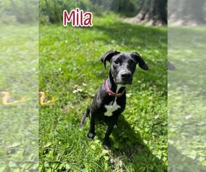 Great Dane-Whippet Mix Dogs for adoption in Port Clinton, OH, USA