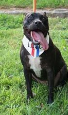 American Pit Bull Terrier Dogs for adoption in Maryville, TN, USA