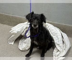 Chihuahua-Poodle (Toy) Mix Dogs for adoption in Las Vegas, NV, USA