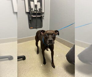 Boxer-Unknown Mix Dogs for adoption in Las Vegas, NV, USA