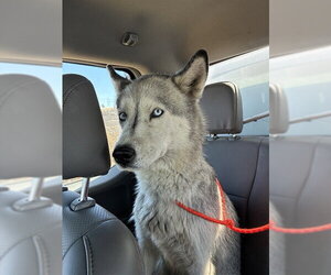 Siberian Husky Dogs for adoption in Stockton, CA, USA