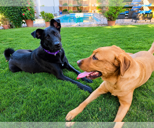 Labrador Retriever-Unknown Mix Dogs for adoption in Clovis, CA, USA