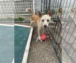 Chi-Corgi Dogs for adoption in Mukwonago, WI, USA