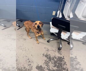 Harrier-Unknown Mix Dogs for adoption in Tallahassee, FL, USA