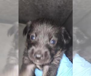 Labrador Retriever-Unknown Mix Dogs for adoption in San Antonio, TX, USA
