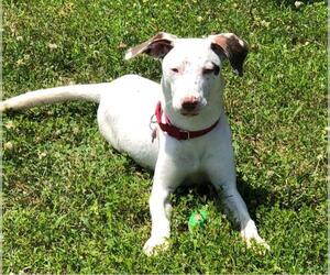 Pointer Dogs for adoption in Potomac, MD, USA