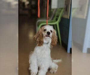 Cocker Spaniel Dogs for adoption in See Website, CA, USA