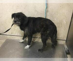 Mutt Dogs for adoption in Riverside, CA, USA