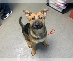 German Shepherd Dog-Unknown Mix Dogs for adoption in Bakersfield, CA, USA