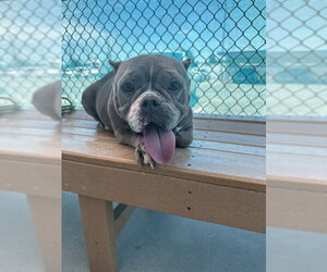 Mutt Dogs for adoption in Bakersfield, CA, USA