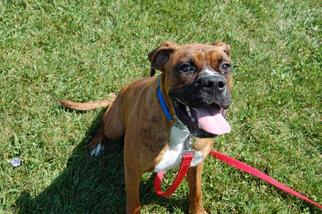 Boxer Dogs for adoption in Richmond, IN, USA