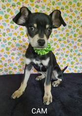 Chiweenie Dogs for adoption in Lytle, TX, USA