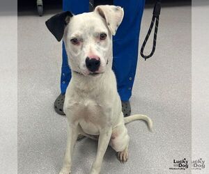 Borador Dogs for adoption in Washington, DC, USA