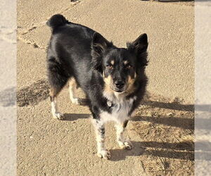 Mutt Dogs for adoption in Abingdon, MD, USA