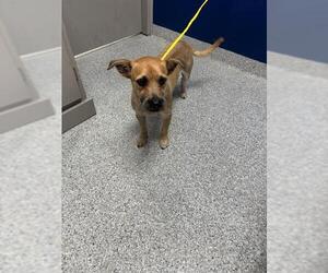 Chihuahua Dogs for adoption in Pasadena, TX, USA