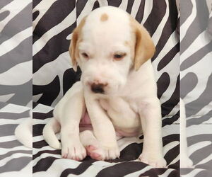 Beagle-Unknown Mix Dogs for adoption in Dunnellon, FL, USA