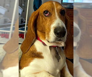 Basset Hound Dogs for adoption in Deepwater, NJ, USA