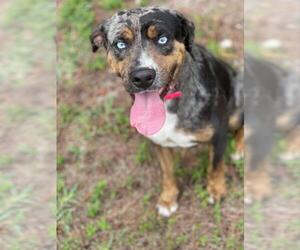 Catahoula Leopard Dog Dogs for adoption in West Palm Beach, FL, USA