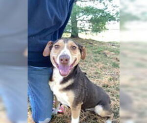 Meagle Dogs for adoption in Evansville, IN, USA