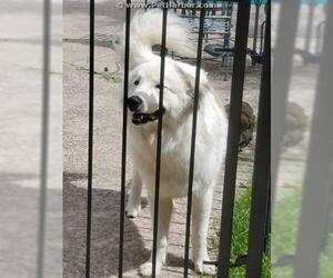 Great Pyrenees Dogs for adoption in Conroe, TX, USA