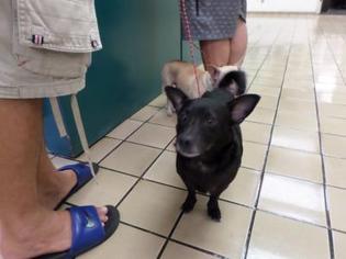 Chihuahua Dogs for adoption in West Palm Beach, FL, USA
