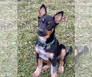 Mutt Dogs for adoption in Sandy, UT, USA