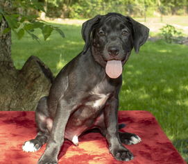 Labrador Retriever-Unknown Mix Dogs for adoption in Santa Fe, TX, USA