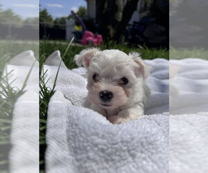 Maltese-Unknown Mix Dogs for adoption in Brewster, NY, USA