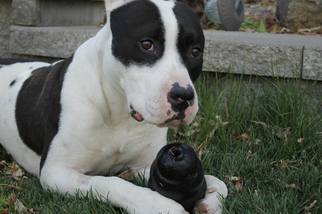 Small American Pit Bull Terrier Mix