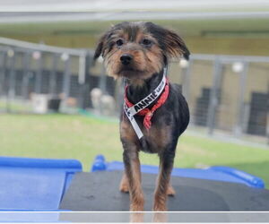 Mutt Dogs for adoption in Spring, TX, USA