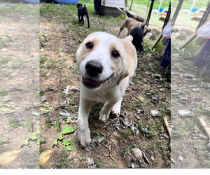 Great Pyrenees-Unknown Mix Dogs for adoption in Tracy City, TN, USA