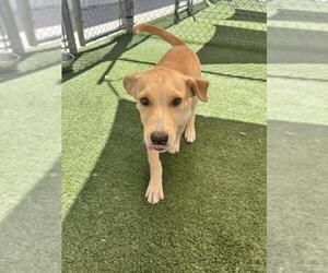 Labrador Retriever-Unknown Mix Dogs for adoption in Texas City, TX, USA