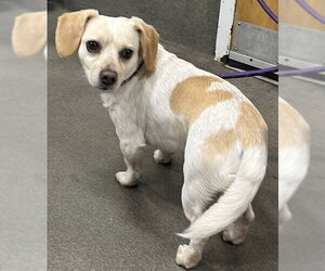 Beagle-Unknown Mix Dogs for adoption in Forestville, MD, USA
