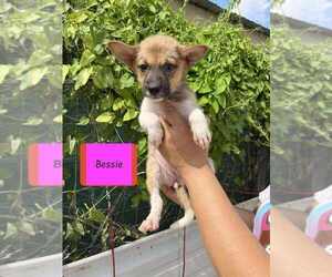 Spaniel-Welsh Corgi Mix Dogs for adoption in Brewster, NY, USA