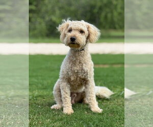 Mutt Dogs for adoption in PIPE CREEK, TX, USA